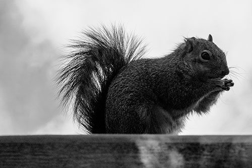 Squirrel Nibbles Breakfast Atop Concrete Skatepark (Gray)