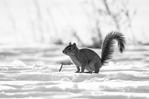 Squirrel Observing Snowy Terrain (Gray Photo)