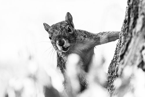 Squirrel Peeks Around Tree Base (Gray Photo)