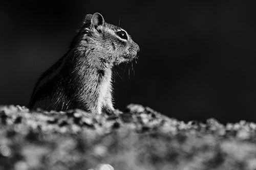 Squirrel Piques Distant Interest (Gray Photo)