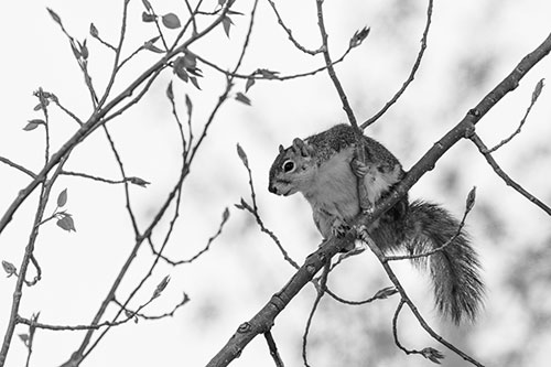 Squirrel Sits Among Sprouting Tree Branches (Gray)