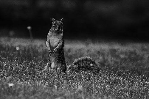 Squirrel Standing Atop Fresh Cut Grass On Hind Legs (Gray Photo)