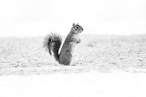 Squirrel Standing On Snowy Patch Of Grass (Gray Photo)