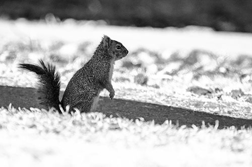 Squirrel Standing Upwards On Hind Legs (Gray Photo)