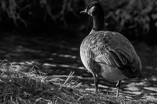 Standing Canadian Goose Looking Sideways Towards Sunlight (Gray Photo)