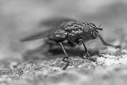 Standing Cluster Fly Getting Suntan Atop Rock (Gray)