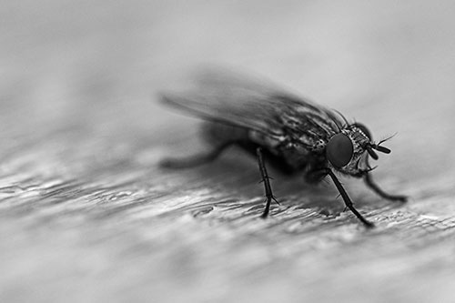 Standing Cluster Fly Resting Atop Wood (Gray)