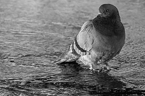 Standing Pigeon Gandering Atop River Water (Gray Photo)