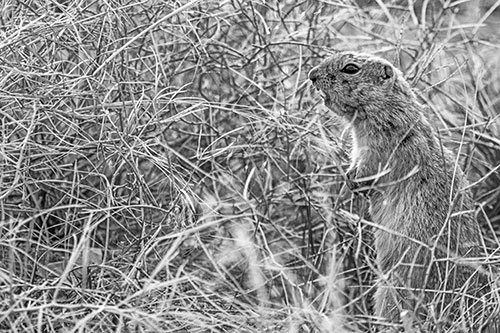 Standing Prairie Dog Snarls Towards Intruders (Gray Photo)