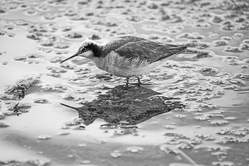 Standing Sandpiper Wading In Shallow Algae Filled Lake Water (Gray Photo)
