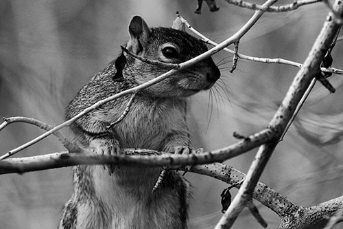 Standing Squirrel Peeking Over Tree Branch (Gray Photo)
