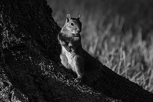 Standing Squirrel Poses Among Sloping Tree Stump (Gray)