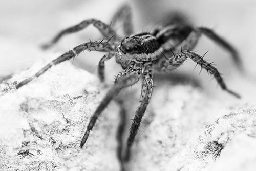 Standing Wolf Spider Guarding Rock Top (Gray Photo)