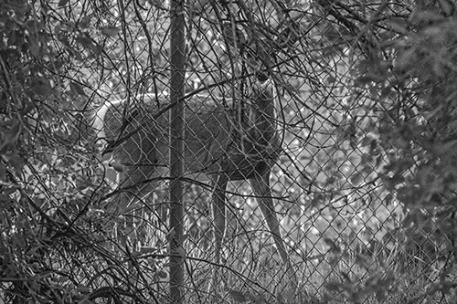 Startled White Tailed Deer Freezes Behind Chain Link Fence (Gray)