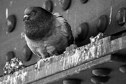 Steel Beam Perched Pigeon Keeping Watch (Gray Photo)
