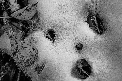 Stem Shocked Snow Face Among Fallen Leaves (Gray Photo)