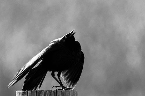 Stomping Grackle Croaking Atop Wooden Fence Post (Gray Photo)
