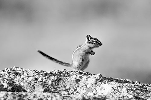 Straight Tailed Standing Chipmunk Clenching Paws (Gray Photo)