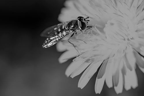Striped Hoverfly Pollinating Flower (Gray Photo)