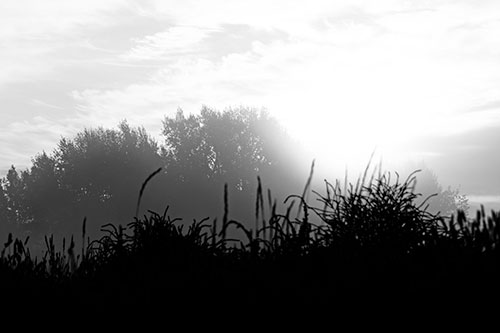 Sun Rises Beyond Fog Filled Treeline (Gray Photo)