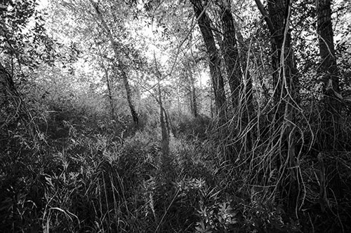 Sunlight Bursts Through Shaded Forest Trees (Gray Photo)