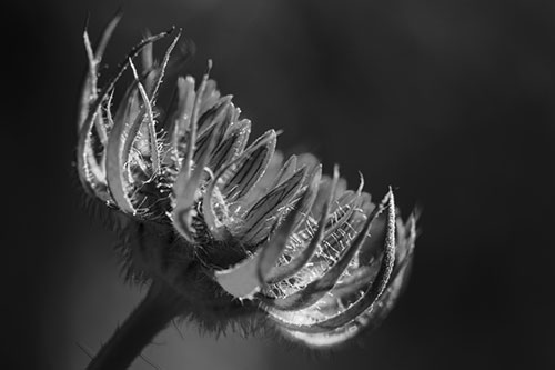 Sunlight Enters Spiky Unfurling Sunflower Bud (Gray Photo)
