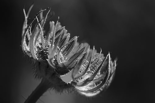 Sunlight Enters Spiky Unfurling Sunflower Bud (Gray Photo)