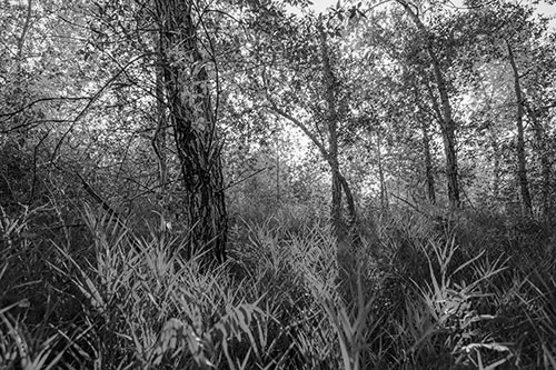 Sunrise Casts Forest Tree Shadows (Gray Photo)