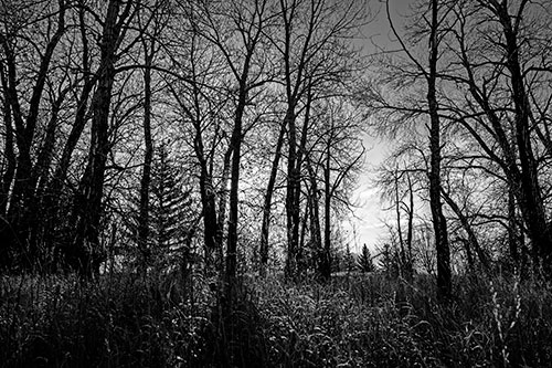 Sunrise Through Snow Covered Trees (Gray Photo)