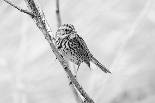 Surfing Song Sparrow Rides Tree Branch (Gray Photo)
