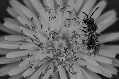 Sweat Bee Collecting Dandelion Pollen (Gray Photo)