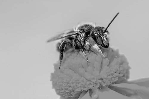 Sweat Bee Collecting Pollen Off Sneezeweed Flower (Gray)