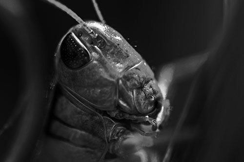 Sweaty Grasshopper Seeking Shade (Gray Photo)