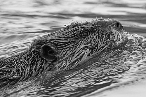 Swimming Beaver Keeping Head Above Water (Gray Photo)
