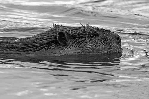Swimming Beaver Patrols River Surroundings (Gray Photo)