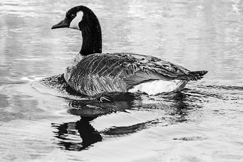 Swimming Goose Ripples Through Water (Gray Photo)