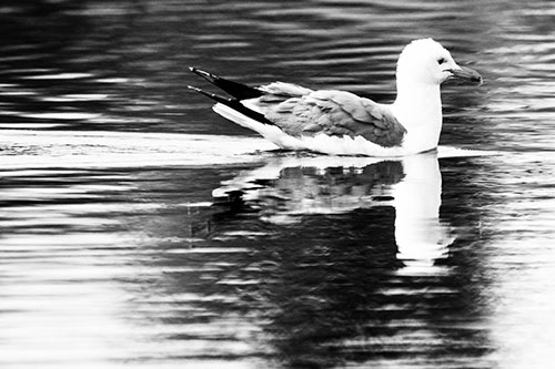 Swimming Seagull Lake Water Reflection (Gray Photo)