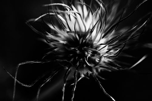 Swirling Pasque Flower Seed Head (Gray Photo)
