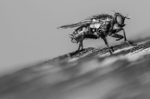 Tachinid Fly Curling Arm Among Sloping Wood (Gray)