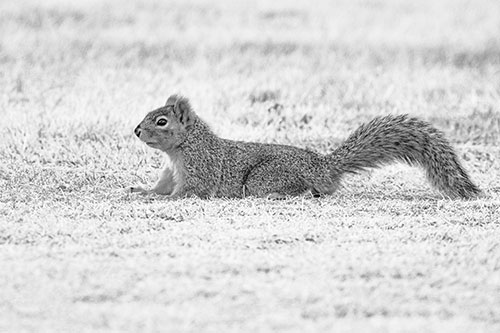 Tail Wagging Squirrel Sitting Among Dead Grass (Gray)