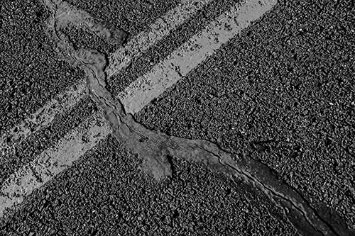 Tar Creeping Over Sidewalk Pavement Lane Marks (Gray Photo)
