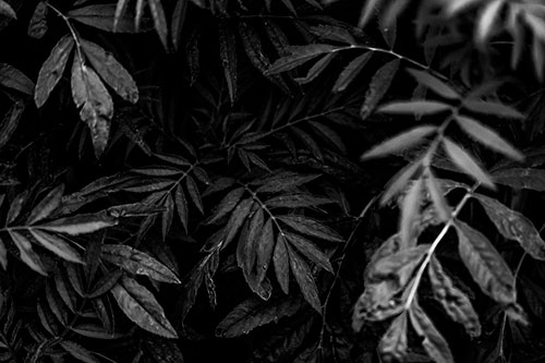 Tattered Fern Plants Emerge From Darkness (Gray)