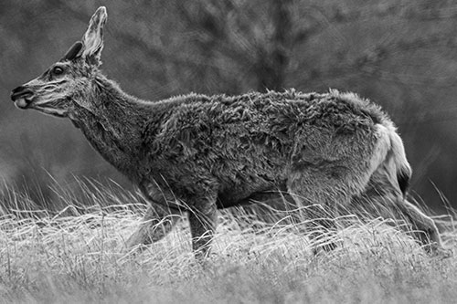 Tense Faced Mule Deer Wanders Among Blowing Grass (Gray Photo)