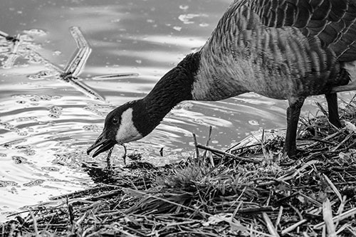 Thirsty Canadian Goose Drinking Water Along Shore (Gray)