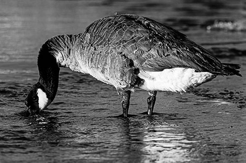 Thirsty Goose Drinking Ice River Water (Gray Photo)