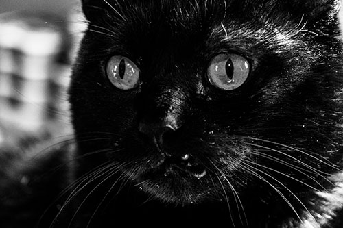 Thirsty Wide Eyed Black Cat (Gray)