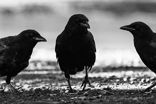 Three Crows Plotting Their Next Move (Gray Photo)