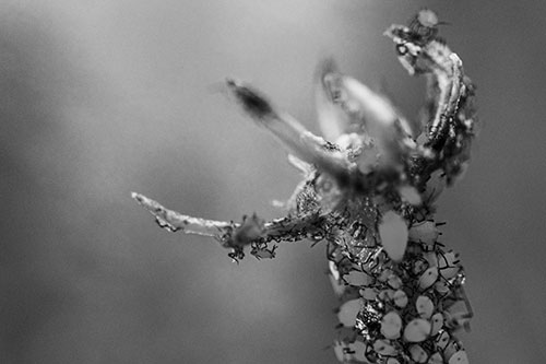 Tiny Aphids Gathered Among Milkweed Claw (Gray)