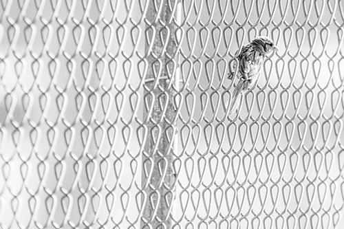 Tiny Cassins Finch Bird Clasping Chain Link Fence (Gray Photo)