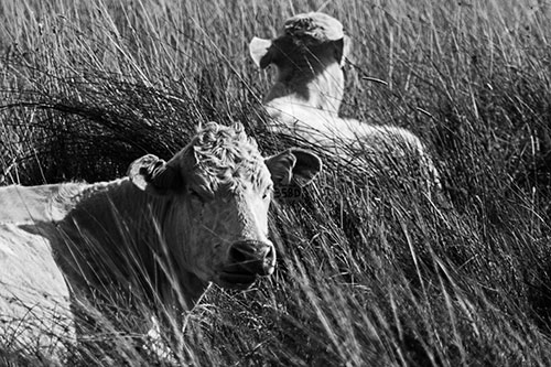 Tired Cows Lying Down Among Grass (Gray Photo)